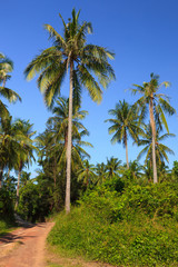 Fototapeta na wymiar Tropical meadow and road with palm trees and clear blue sky