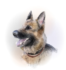 portrait of the german shepherd dog