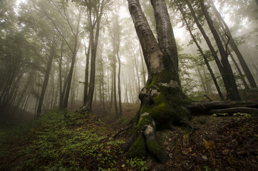 old tree with twisted roots in green misty forest