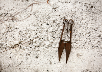 old rusty scissors on the wall