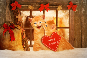 zwei Katzen an Weihnachten wünschen Frohe Weihnachten
