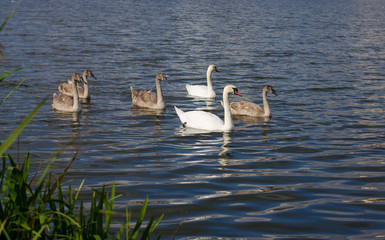family of swans