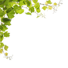 Vine leaves isolated on white