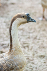 Goose