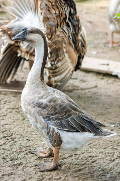 Goose