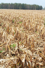 campo di mais trebbiato_ autunno