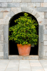Fototapeta na wymiar Tree in a pot on brick wall