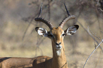 Portrait of an impala ram