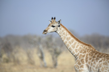 Young wild female giraffe in the african savannah