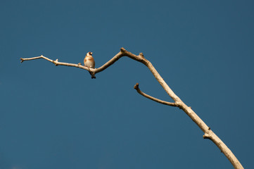 Goldfinch (Carduelis carduelis) on a twig