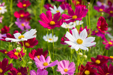 pink cosmos flowers