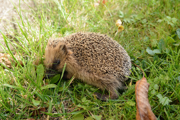 igel0