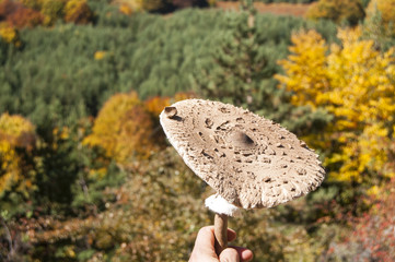 Parasol mushroom Macrolepiota procera on autumn background