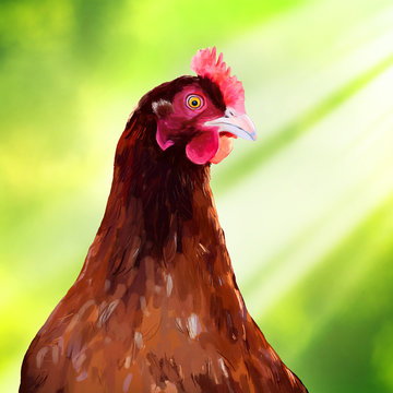 Portrait of hen.