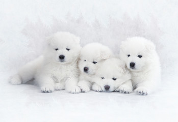 Four Samoyed puppies