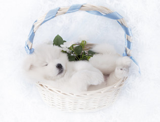 Samoyed puppy sleeping in a basket