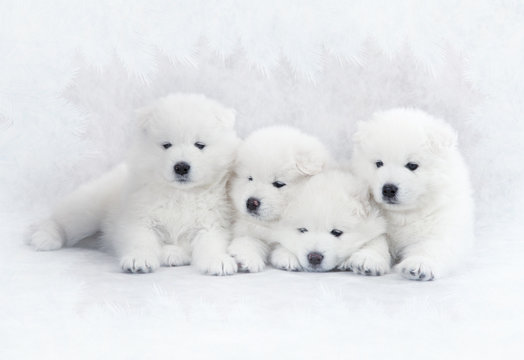 Four Samoyed Puppies