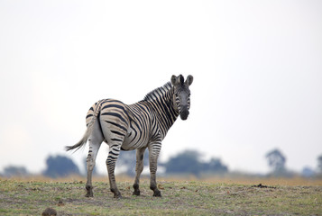 Fototapeta na wymiar Wild zebra in the horizon