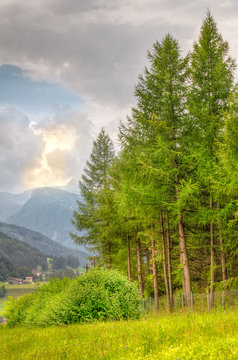 Fototapeta Spruce trees with mountains in background