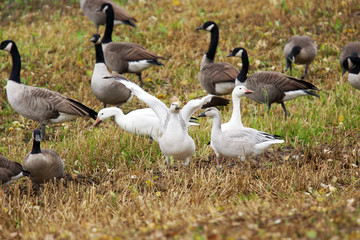 Gosling wing stretching