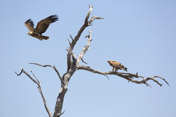 Eagles perched on a dead tree