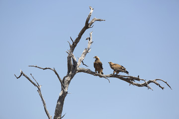 Eagles perched on a dead tree