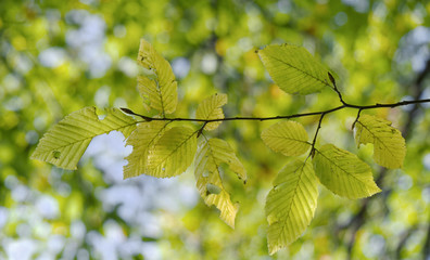Autumn leaves - Hornbeam.