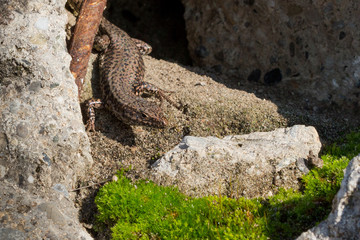 Eidechse beim Sonnenbad