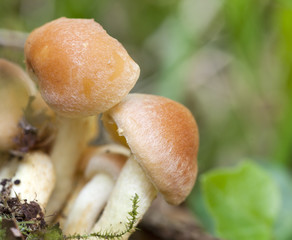 Small mushrooms growing in a trunk in autumn in  the forest