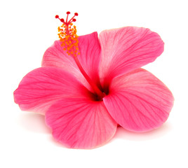 Naklejka premium Pink hibiscus
