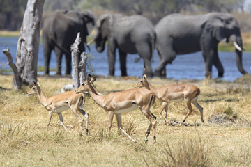 Impalas and elephants in a river