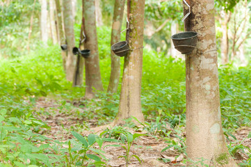 Milky latex extracted from rubber tree (Hevea Brasiliensis) as a
