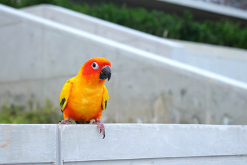 Cute Sun conure in lovely posture