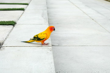 Sun conure cross the road
