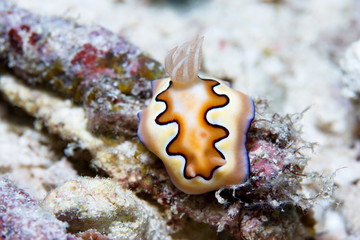 Nudibranche blanc et marron
