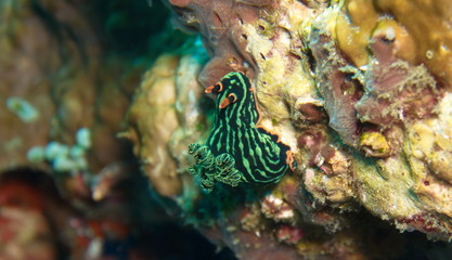 Nudibranche vert antenne rouge