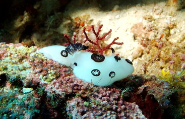 Nudibranche blanc