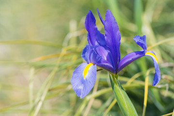 Iris Bleu magie