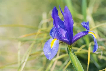 Cercles muraux Iris Iris Bleu magie