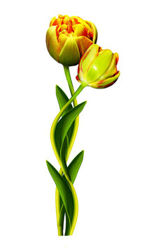 Dutch tulip isolated on white background