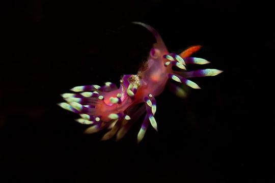 Nudibranche flabeline fond noir