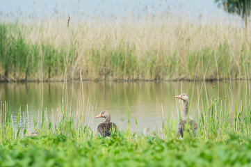 Greylag gooses in nature