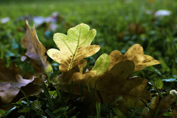 Autumn leaf fallen tree