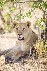 Fototapeta na wymiar African lioness rests in the shadow
