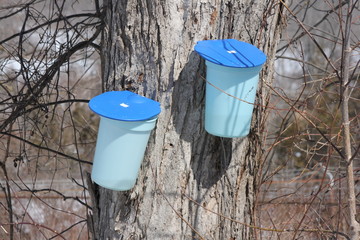 Sap Buckets on Maple Tree © akhug
