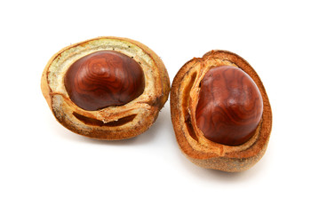 Shiny brown conkers in smooth cases