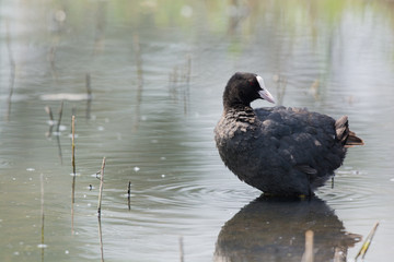 Eurasian coot
