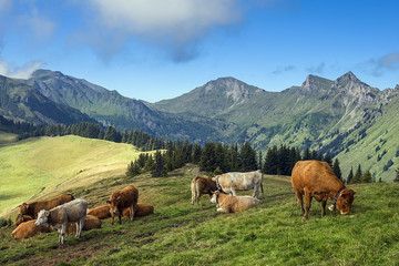 Fototapeta na wymiar Rural landscape in the Swiss Alps