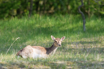 Roe deer laying in high grass