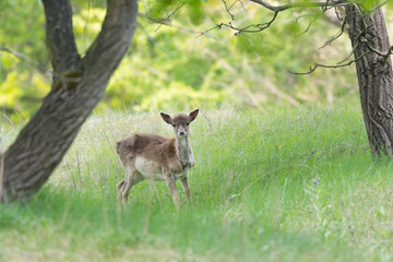 Roe deer standing in high grass